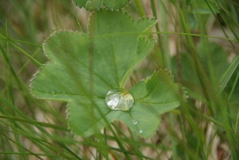Edith Hammer - Dew drop